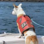 An ecosystem out of balance | Dogs help study whales by searching out their scat in the sea