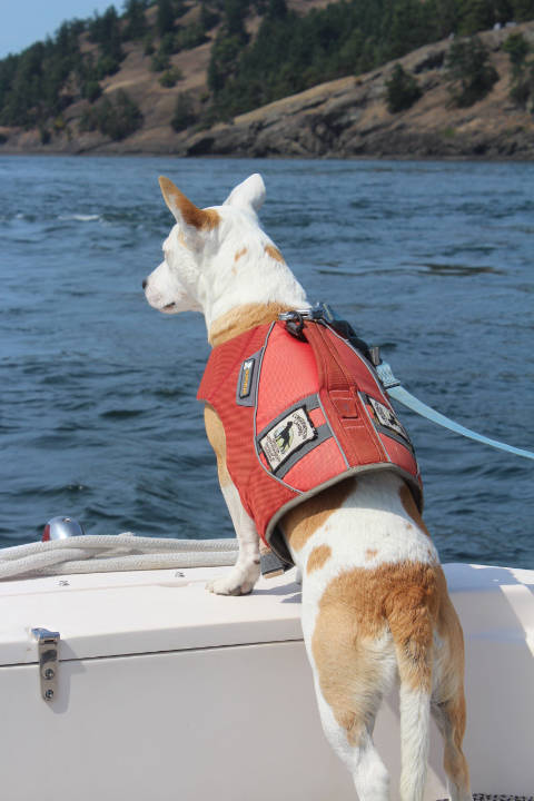 An ecosystem out of balance | Dogs help study whales by searching out their scat in the sea