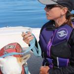 An ecosystem out of balance | Dogs help study whales by searching out their scat in the sea