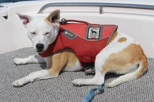 An ecosystem out of balance | Dogs help study whales by searching out their scat in the sea