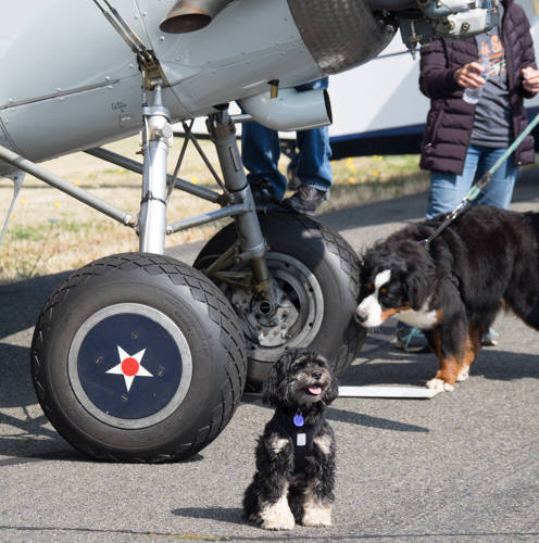 Perfect summer weekend for annual fly-in