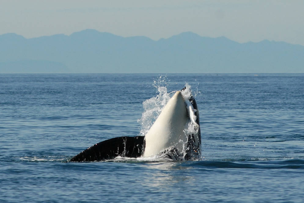 Three Southern resident orcas missing, presumed dead