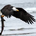 Worldwide fisheries experts gather in Seattle to save wild salmon