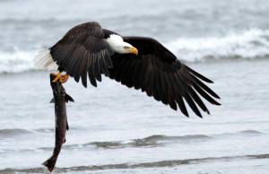 Worldwide fisheries experts gather in Seattle to save wild salmon