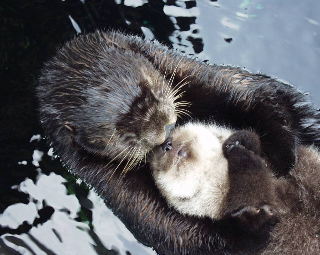 Lootas, a female sea otter at the Seattle Aquarium with her second pup. Contributed by The Whale Museum and Seattle Aquarium.
