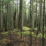 Forest management solutions in the San Juans