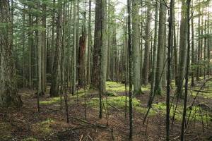 Forest management solutions in the San Juans