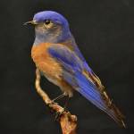 Western bluebird reintroduction has a successful year