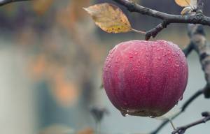 Tour local farms this fall