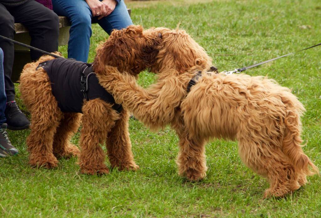 Dogs are for the earth