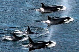 OPALCO stands with whales and supports Hydro System