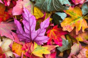 Camp Orkila’s fall events on the way
