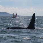 Seadoc launches second season of “Salish Sea Wild”