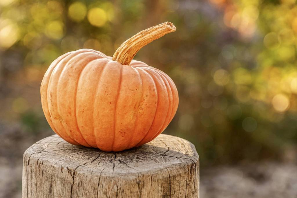 Walk the pumpkin labyrinth