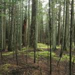 County awarded grant for wood energy project