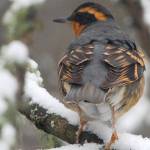 Winter Birding Workshop in the San Juans