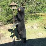 The black bear on Orcas in 2019.