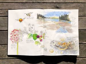 Contributed photo of sketches by Robin Lee Carlson | Artist and biologist Robin Lee Carlson hiked Cascade Creek from Mountain Lake to the San Juan County Land Banks Coho Preserve to sketch these images.