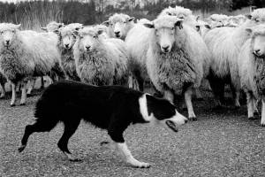 Steve Horn’s photography studio in Lopez Village is closing