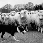 Steve Horn/Contributed photo                                Herding sheep on Hummel Lake Road, Lopez Island.