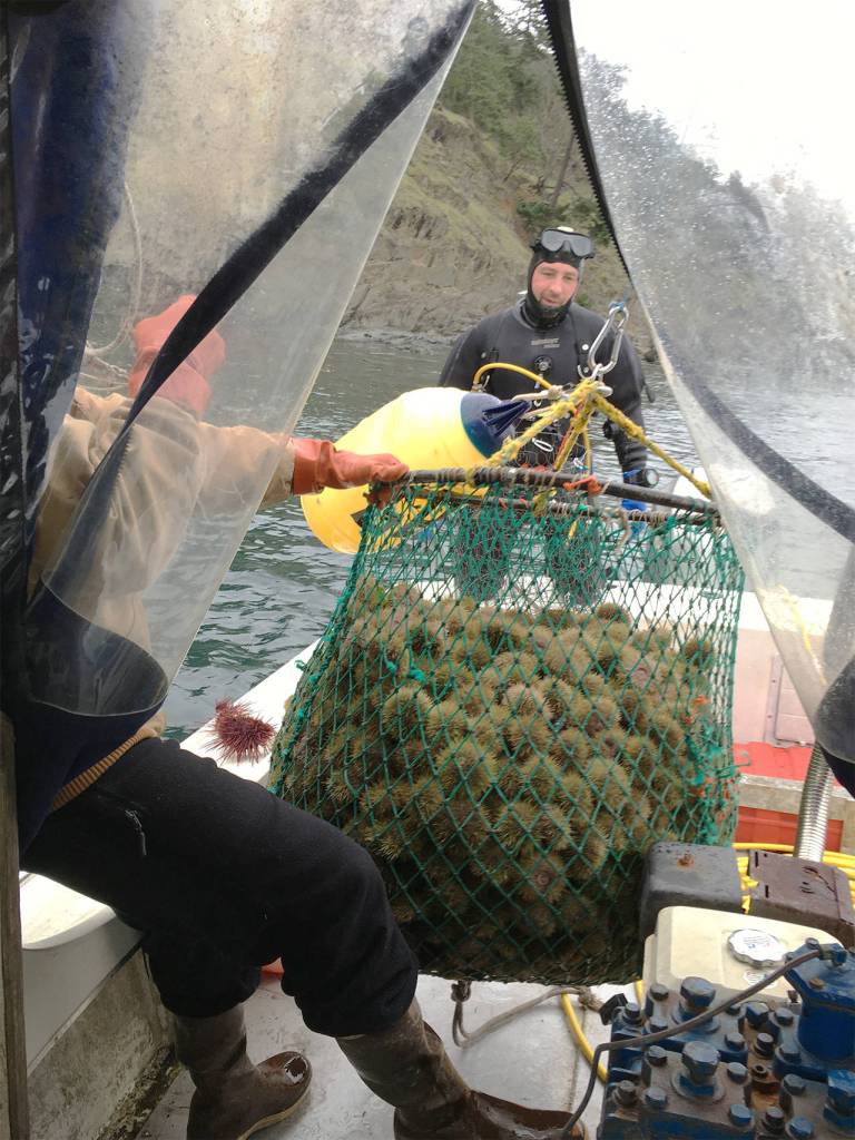 A deep dive into the San Juan Islands urchin fishery