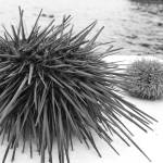 A deep dive into the San Juan Islands urchin fishery