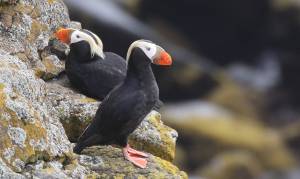 Tufted Puffins at the Sea View With Joe Gaydos and Bob Friel