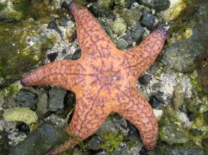 Ochre star. (Contributed photo.)