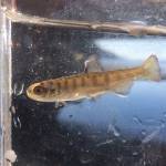 Never underestimate a salmon