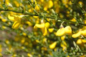 Scotch broom survey begins