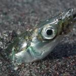 Good news — new forage fish spawning beaches found