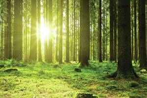 Stuck at Home? WSU Extension, DNR offer free online classes to enhance your forested property