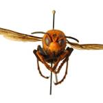 Local beekeepers face another threat