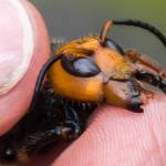 Asian Giant Hornet (Washington State Department of Agriculture photo)