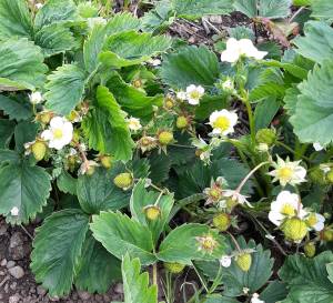 Contributed photo                                Doe Bay Marshall strawberries.
