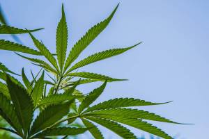 Public hearing regarding marijuana production and processing regulations