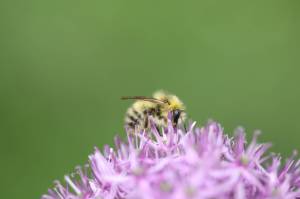 Public asked to protect honey bees by reporting sightings of the invasive Asian giant hornet