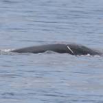A humpback whale identified as Chip shows external injuries after he was struck by a Washington state ferry on Monday. (Bart Rulon)