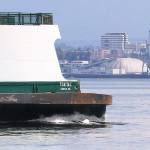 Humpback whale hit by Mukilteo ferry, Chip, is presumed dead