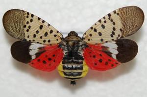 Pennsylvania Department of Agriculture                                Spotted lanternfly.