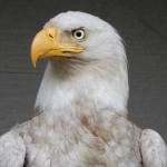 Wolf Hollow/contributed photo                                The rare leucistic bald eagle was treated by Wolf Hollow and released back into the wild.