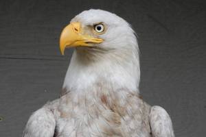 Wolf Hollow/contributed photo                                The rare leucistic bald eagle was treated by Wolf Hollow and released back into the wild.