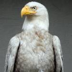 Wolf Hollow/contributed photo                                The rare leucistic bald eagle was treated by Wolf Hollow and released back into the wild.