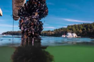 Mussels are farmed on ropes suspended in the water. Mussels anchor themselves to the rope and other substrates by producing a network of fibers known as byssal threads. Photo taken at Penn Cove Shellfish LLC in Coupeville, Washington. (M. Stone, UW Media/contributed photo)