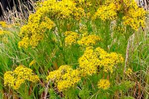 2020 noxious weed disposal fund ends early