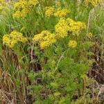2020 noxious weed disposal fund ends early
