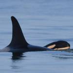 Katie Jones/ Contributed photo, Center for Whale Research. Permit #21238                                J35 with her new calf J57.