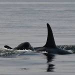 J35, new mom, with J57 (Dave Ellifrit / Contributed photo Center for Whale Research. Permit #21238.)