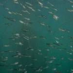 Opportunity to help protect and restore eelgrass, herring and salmon in the San Juans