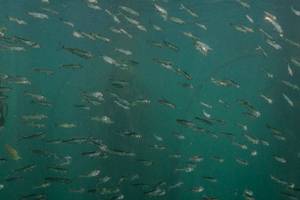 Opportunity to help protect and restore eelgrass, herring and salmon in the San Juans